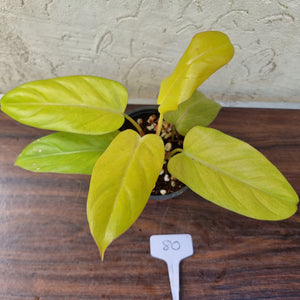 #80 Philodendron Golden Erubescens