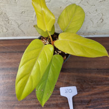 Load image into Gallery viewer, #80 Philodendron Golden Erubescens