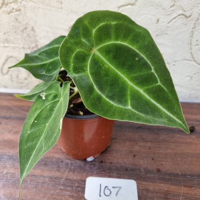#107 Anthurium Forgetii x