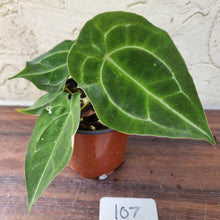 Load image into Gallery viewer, #107 Anthurium Forgetii x