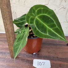 Load image into Gallery viewer, #107 Anthurium Forgetii x