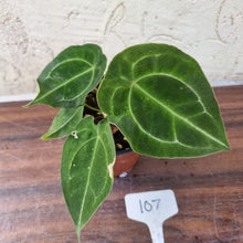 Load image into Gallery viewer, #107 Anthurium Forgetii x