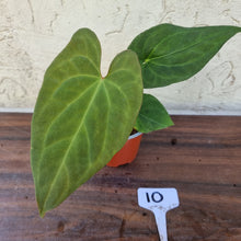 Load image into Gallery viewer, #10 Anthurium (Luxurians x Crystallinum) x