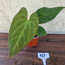 Load image into Gallery viewer, #10 Anthurium (Luxurians x Crystallinum) x