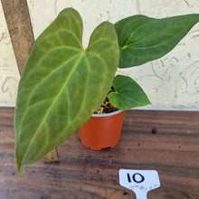 Load image into Gallery viewer, #10 Anthurium (Luxurians x Crystallinum) x