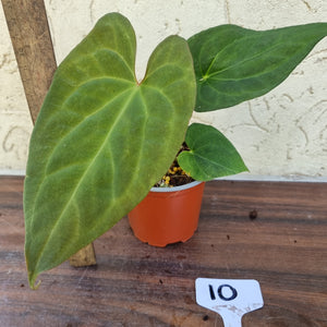 #10 Anthurium (Luxurians x Crystallinum) x