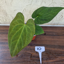 Load image into Gallery viewer, #10 Anthurium (Luxurians x Crystallinum) x