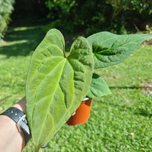 Load image into Gallery viewer, #10 Anthurium (Luxurians x Crystallinum) x