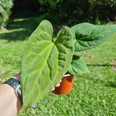 #10 Anthurium (Luxurians x Crystallinum) x