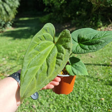 Load image into Gallery viewer, #10 Anthurium (Luxurians x Crystallinum) x