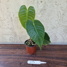 Load image into Gallery viewer, #204 Anthurium Veitchii - Wide Form