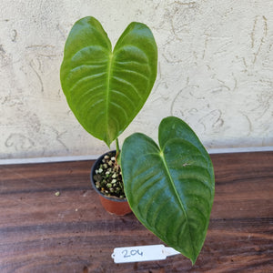 #204 Anthurium Veitchii - Wide Form