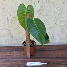 Load image into Gallery viewer, #204 Anthurium Veitchii - Wide Form