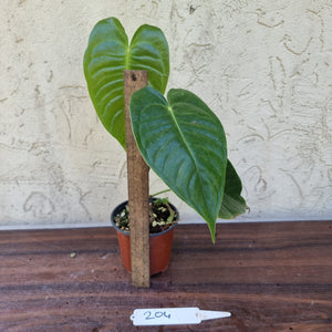 #204 Anthurium Veitchii - Wide Form