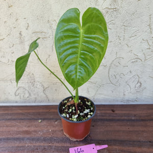 #166 Anthurium Veitchii - Wide Form