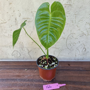 #166 Anthurium Veitchii - Wide Form