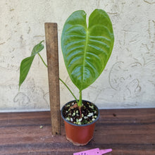 Load image into Gallery viewer, #166 Anthurium Veitchii - Wide Form