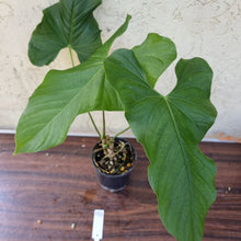 Load image into Gallery viewer, #121 Anthurium Balaoanum