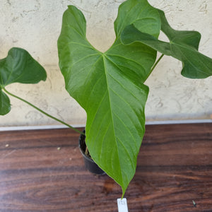 #121 Anthurium Balaoanum