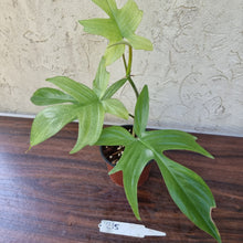 Load image into Gallery viewer, #215 Philodendron Florida Ghost - NON TC