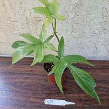 Load image into Gallery viewer, #215 Philodendron Florida Ghost - NON TC