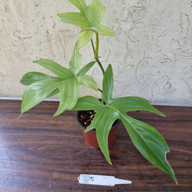 #215 Philodendron Florida Ghost - NON TC