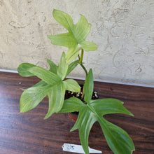 Load image into Gallery viewer, #215 Philodendron Florida Ghost - NON TC