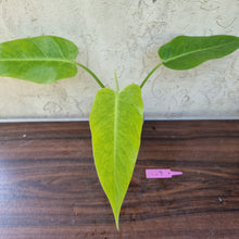 Load image into Gallery viewer, #229 Philodendron Lemon Twist