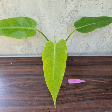 #229 Philodendron Lemon Twist
