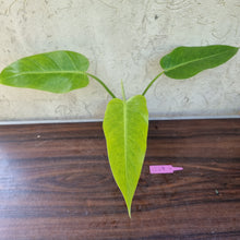 Load image into Gallery viewer, #229 Philodendron Lemon Twist
