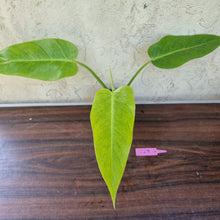 Load image into Gallery viewer, #229 Philodendron Lemon Twist