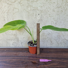 Load image into Gallery viewer, #229 Philodendron Lemon Twist