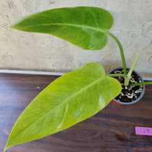 Load image into Gallery viewer, #229 Philodendron Lemon Twist