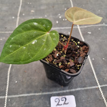 Load image into Gallery viewer, #22 Anthurium Black Sensation x (Luxurians x Crystallinum)