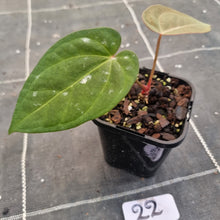 Load image into Gallery viewer, #22 Anthurium Black Sensation x (Luxurians x Crystallinum)