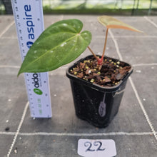 Load image into Gallery viewer, #22 Anthurium Black Sensation x (Luxurians x Crystallinum)