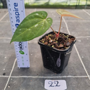 #22 Anthurium Black Sensation x (Luxurians x Crystallinum)