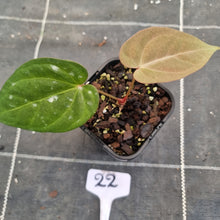 Load image into Gallery viewer, #22 Anthurium Black Sensation x (Luxurians x Crystallinum)