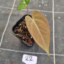 Load image into Gallery viewer, #22 Anthurium Black Sensation x (Luxurians x Crystallinum)