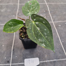 Load image into Gallery viewer, #94 Anthurium Black Sensation x (Luxurians x Crystallinum)