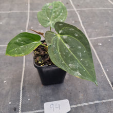 Load image into Gallery viewer, #94 Anthurium Black Sensation x (Luxurians x Crystallinum)