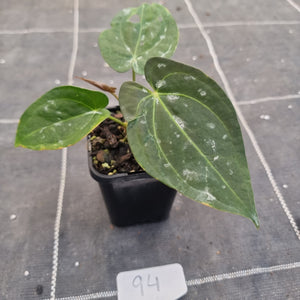 #94 Anthurium Black Sensation x (Luxurians x Crystallinum)