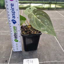 Load image into Gallery viewer, #94 Anthurium Black Sensation x (Luxurians x Crystallinum)