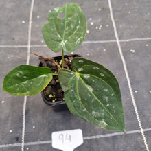 Load image into Gallery viewer, #94 Anthurium Black Sensation x (Luxurians x Crystallinum)