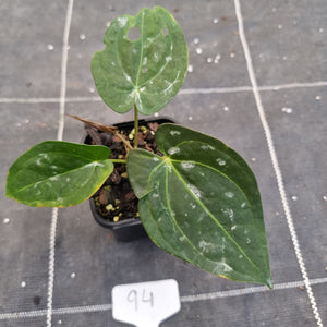 #94 Anthurium Black Sensation x (Luxurians x Crystallinum)