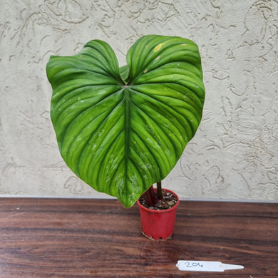 #204 Philodendron Plowmanii - Narrow Form