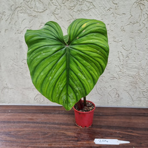 #204 Philodendron Plowmanii - Narrow Form
