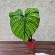 Load image into Gallery viewer, #204 Philodendron Plowmanii - Narrow Form