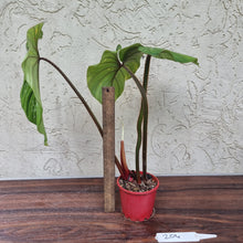 Load image into Gallery viewer, #204 Philodendron Plowmanii - Narrow Form