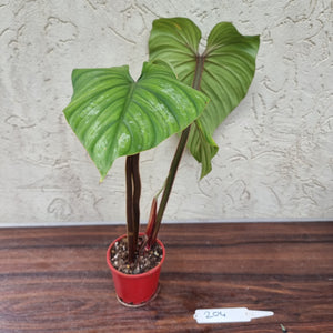 #204 Philodendron Plowmanii - Narrow Form